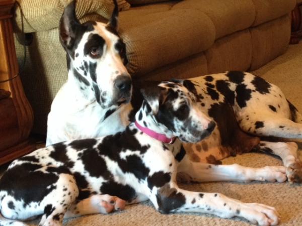 Willow and Loki