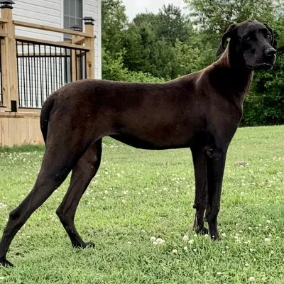 Raven — Dynasty Danes dam, 33.5" tall, 136 lbs