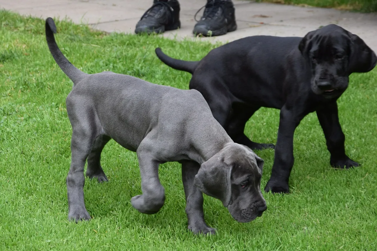 Dynasty Danes puppy litter