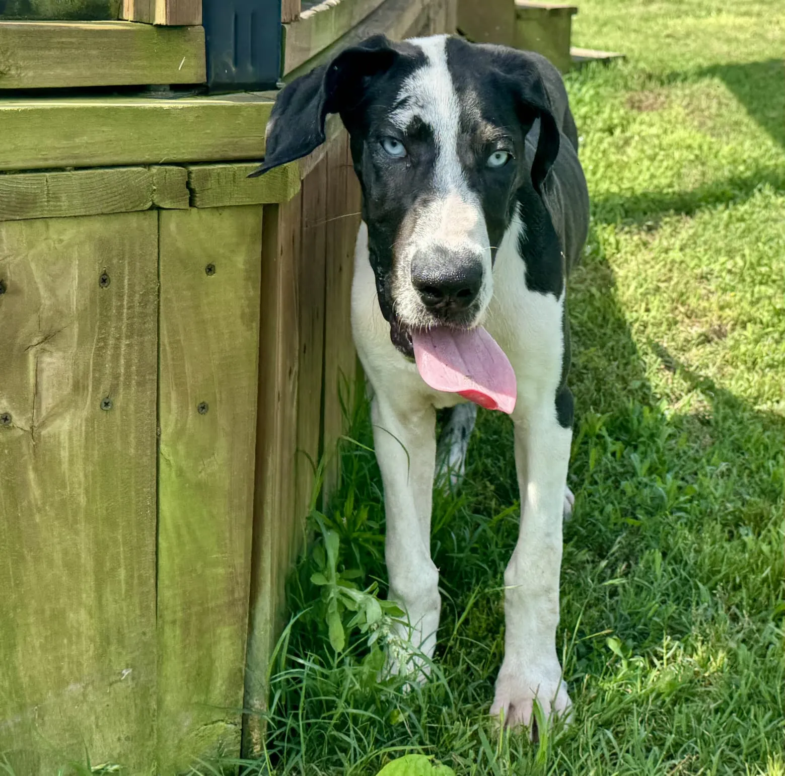 Harlequin/Merle female Great Dane puppy standing by deck