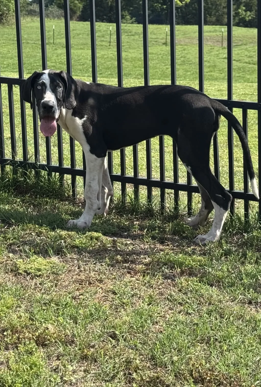Harlequin/Merle female Great Dane puppy by fence