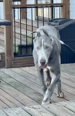 Irish — Lilac female Great Dane puppy