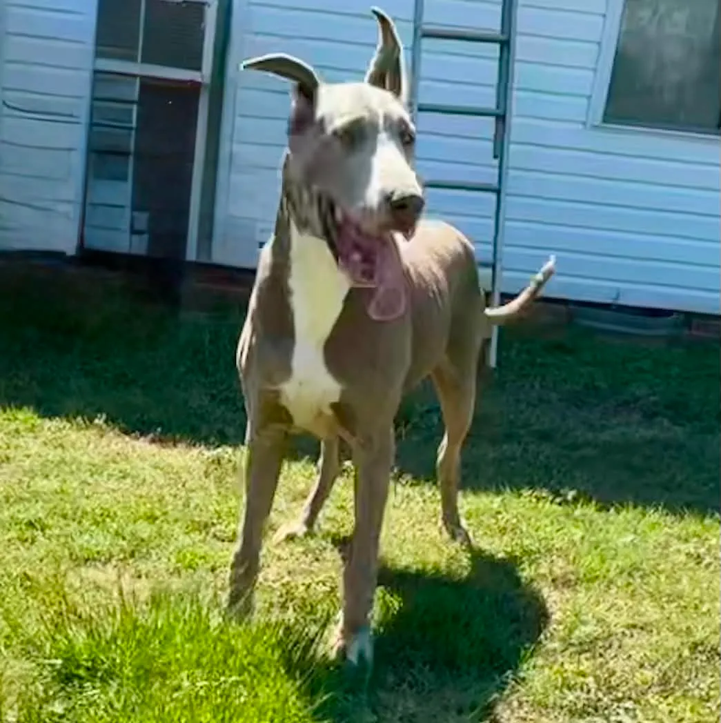 Irish — recent photo of Lilac female Great Dane