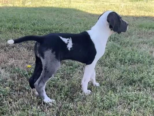 Quinn — Harlequin female Great Dane puppy