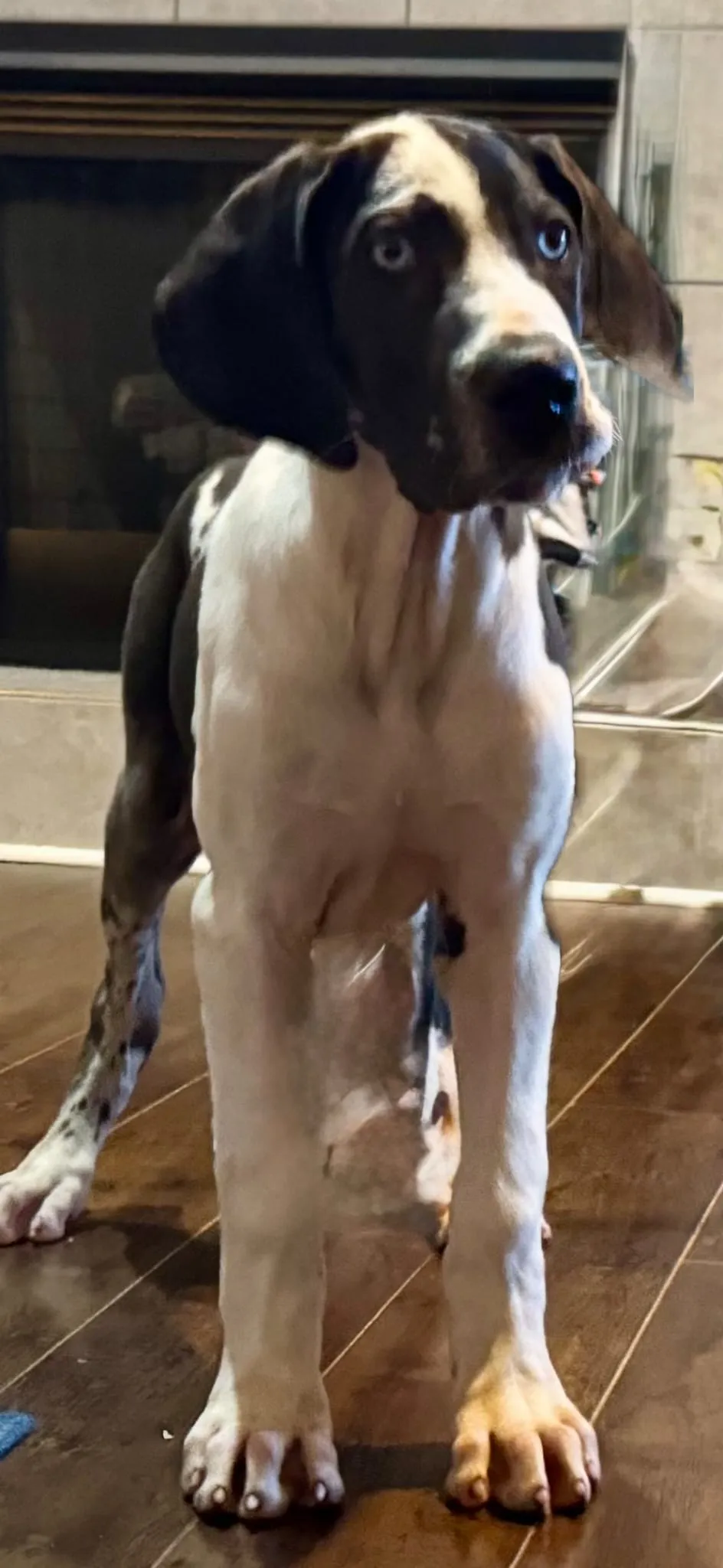 Quinn — recent photo of Harlequin female Great Dane