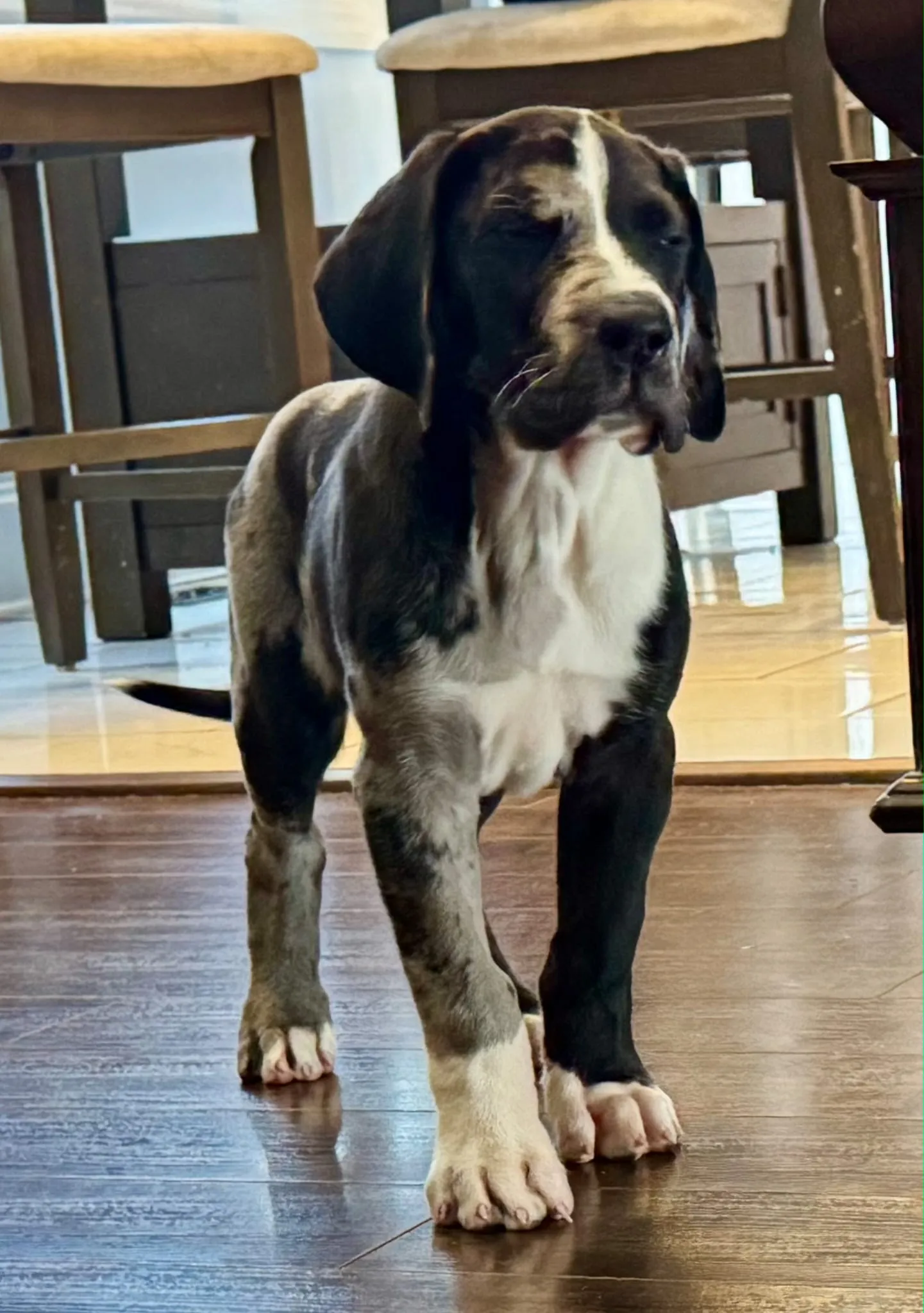 Quinn — Harlequin female Great Dane puppy