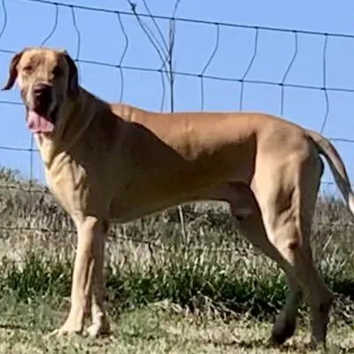 Briggs — Dynasty Danes sire, 37.5" tall, 175 lbs
