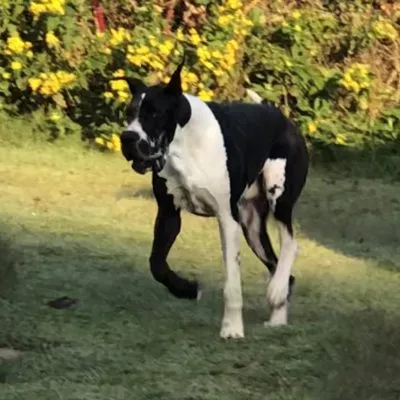 Kruger — Dynasty Danes sire, 38.5" tall, 195 lbs