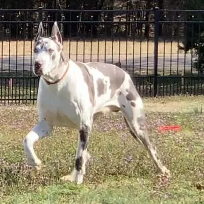 Ty — Dynasty Danes sire, 38.5" tall, 203 lbs