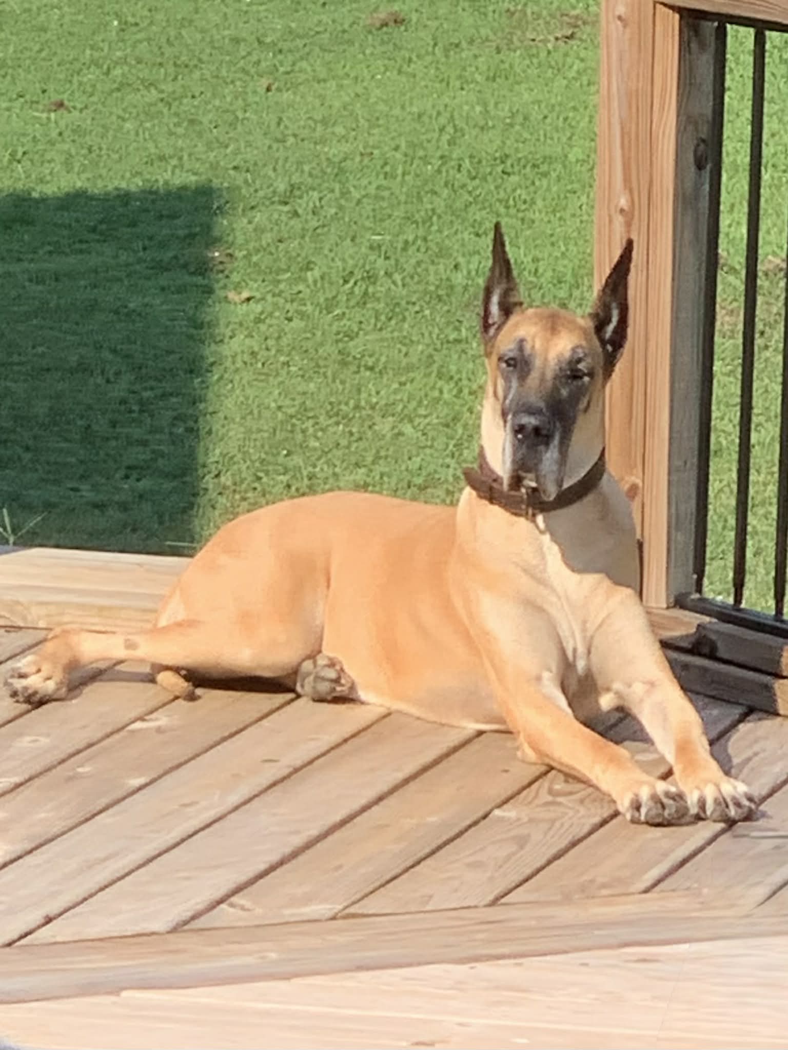 Dynasty Danes — candid photograph 2 of 26