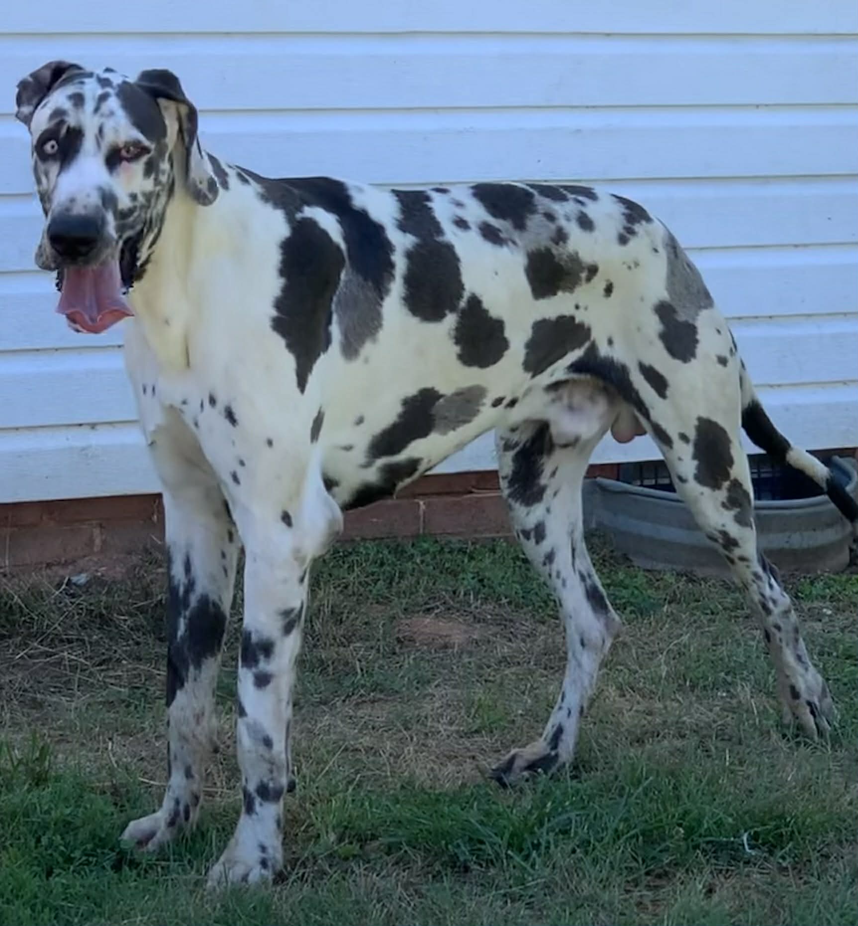 Dynasty Danes — candid photograph 4 of 26