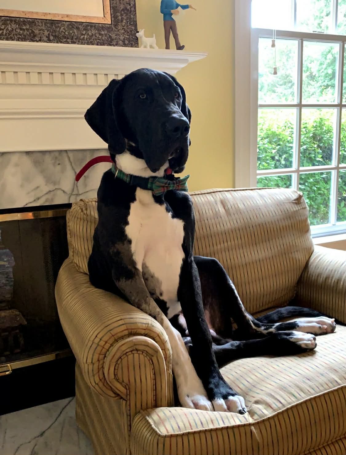 Dynasty Danes — candid photograph 6 of 26