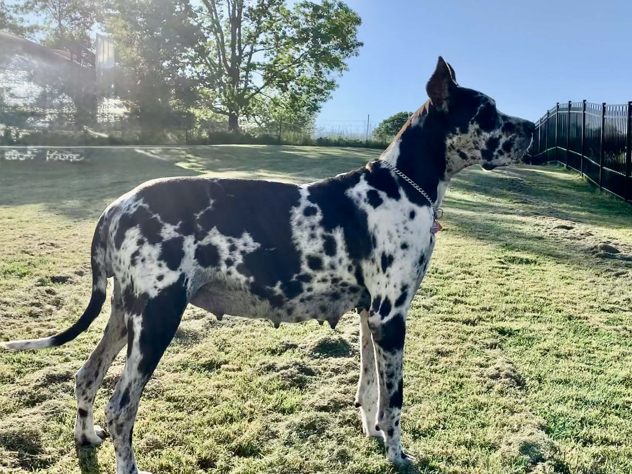 Dynasty Danes — candid photograph 7 of 26
