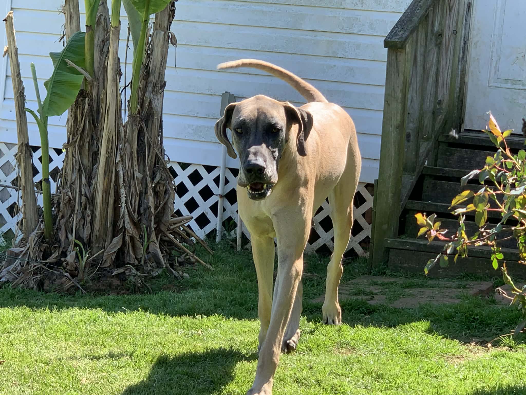 Dynasty Danes — candid photograph 8 of 26