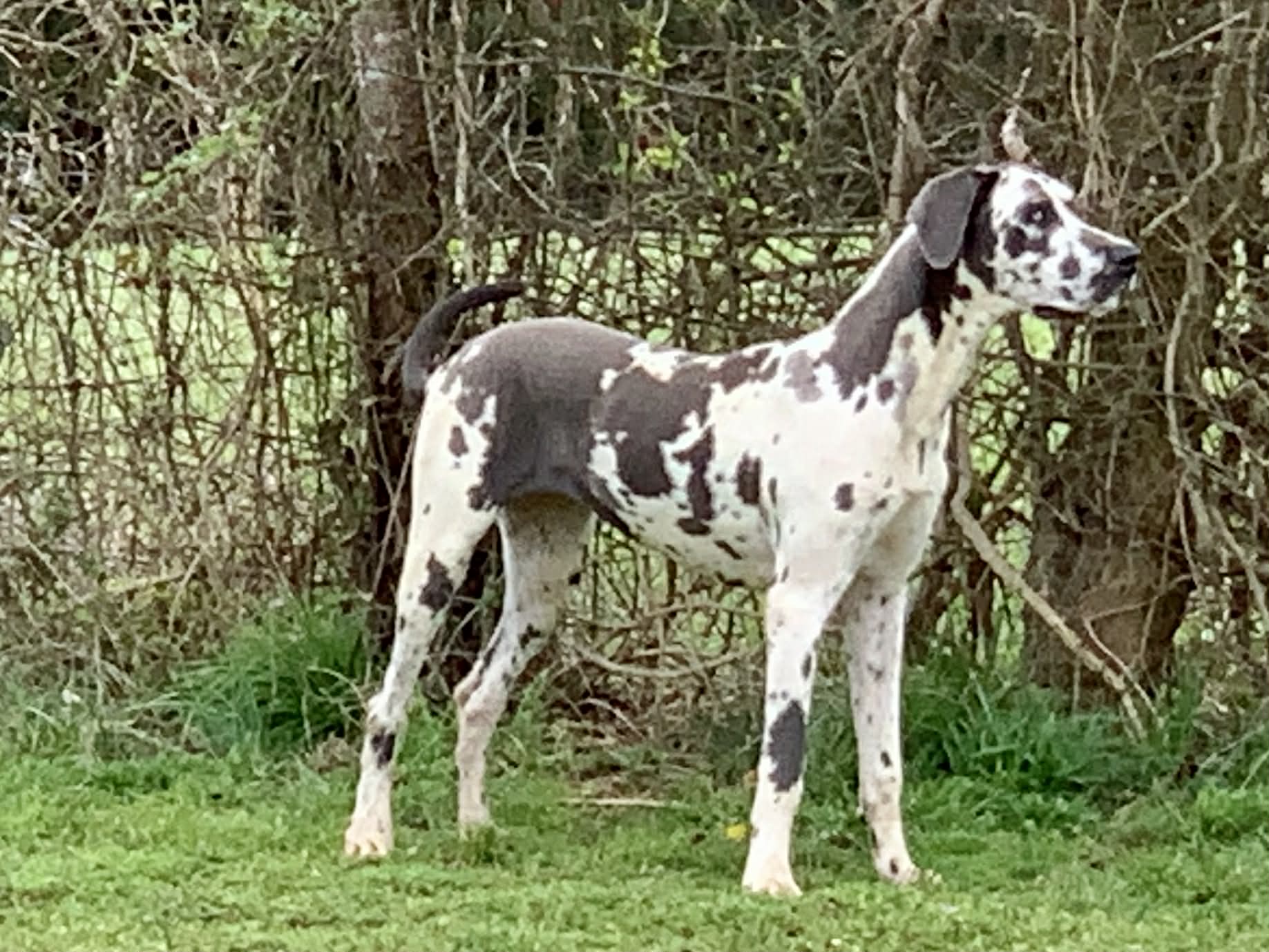 Dynasty Danes — candid photograph 9 of 26