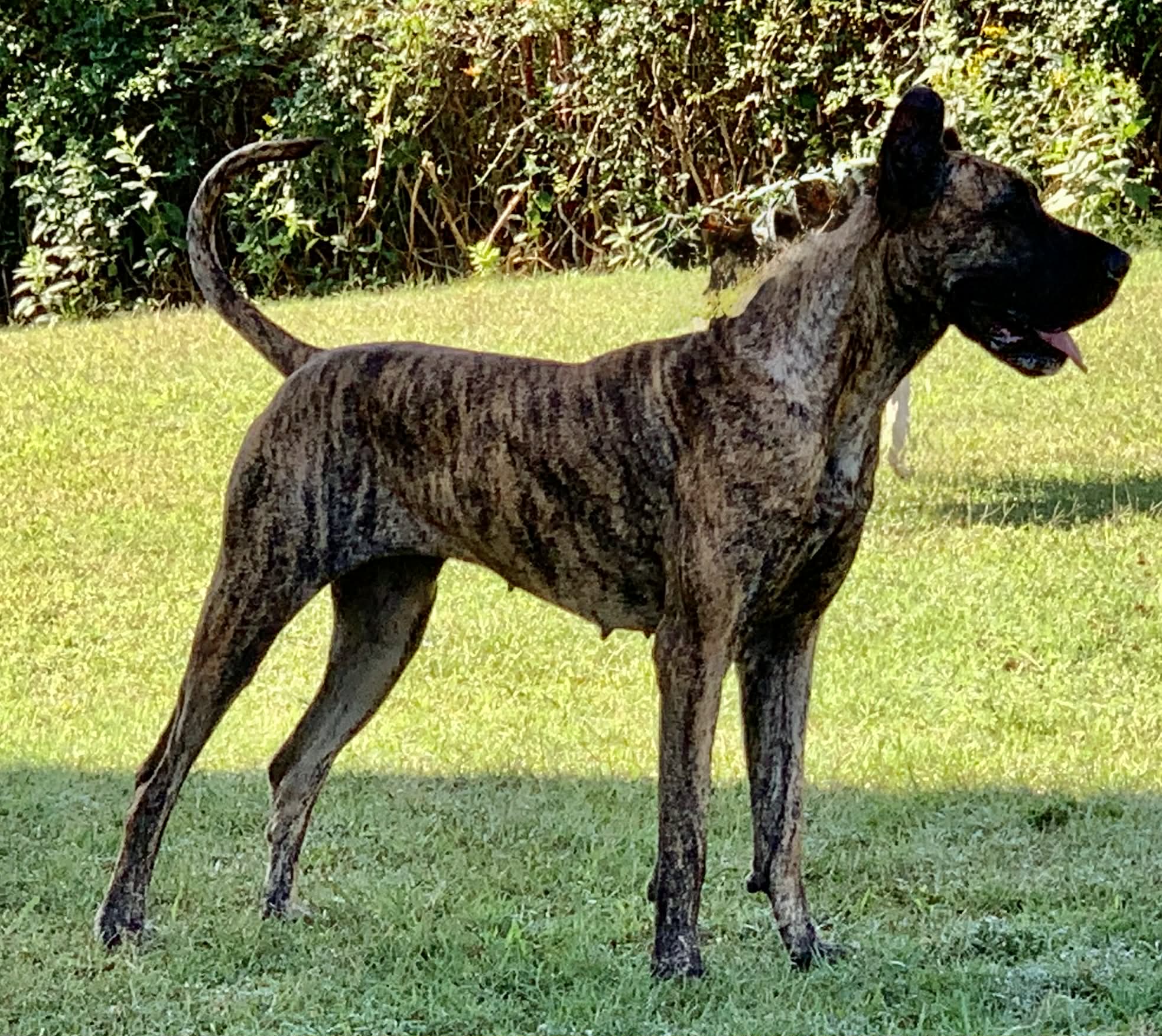 Dynasty Danes — candid photograph 10 of 26