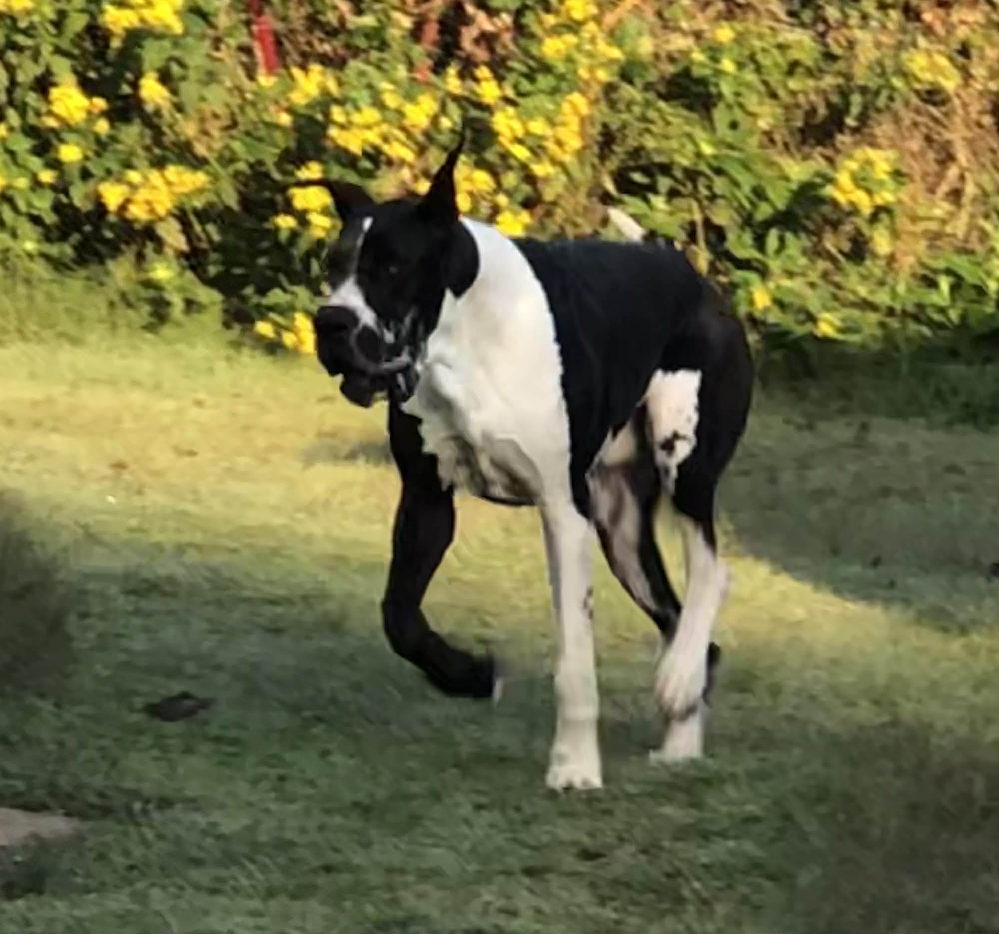 Dynasty Danes — candid photograph 11 of 26