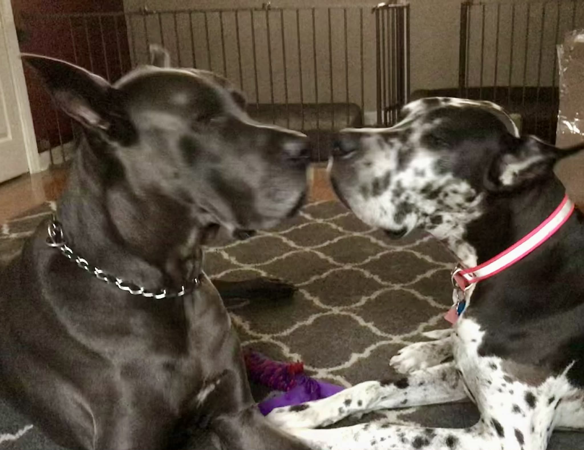 Dynasty Danes — candid photograph 12 of 26