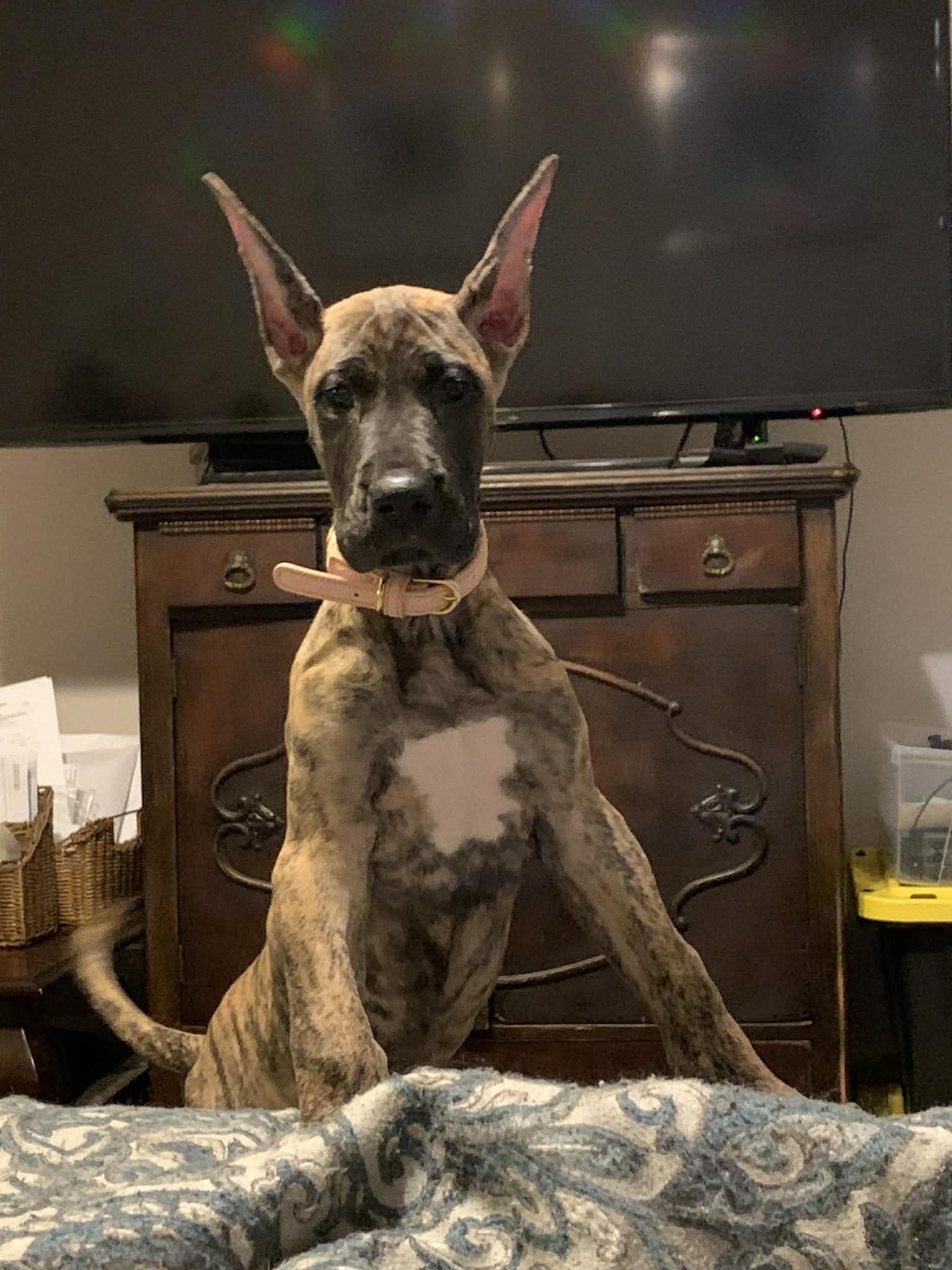 Dynasty Danes — candid photograph 13 of 26