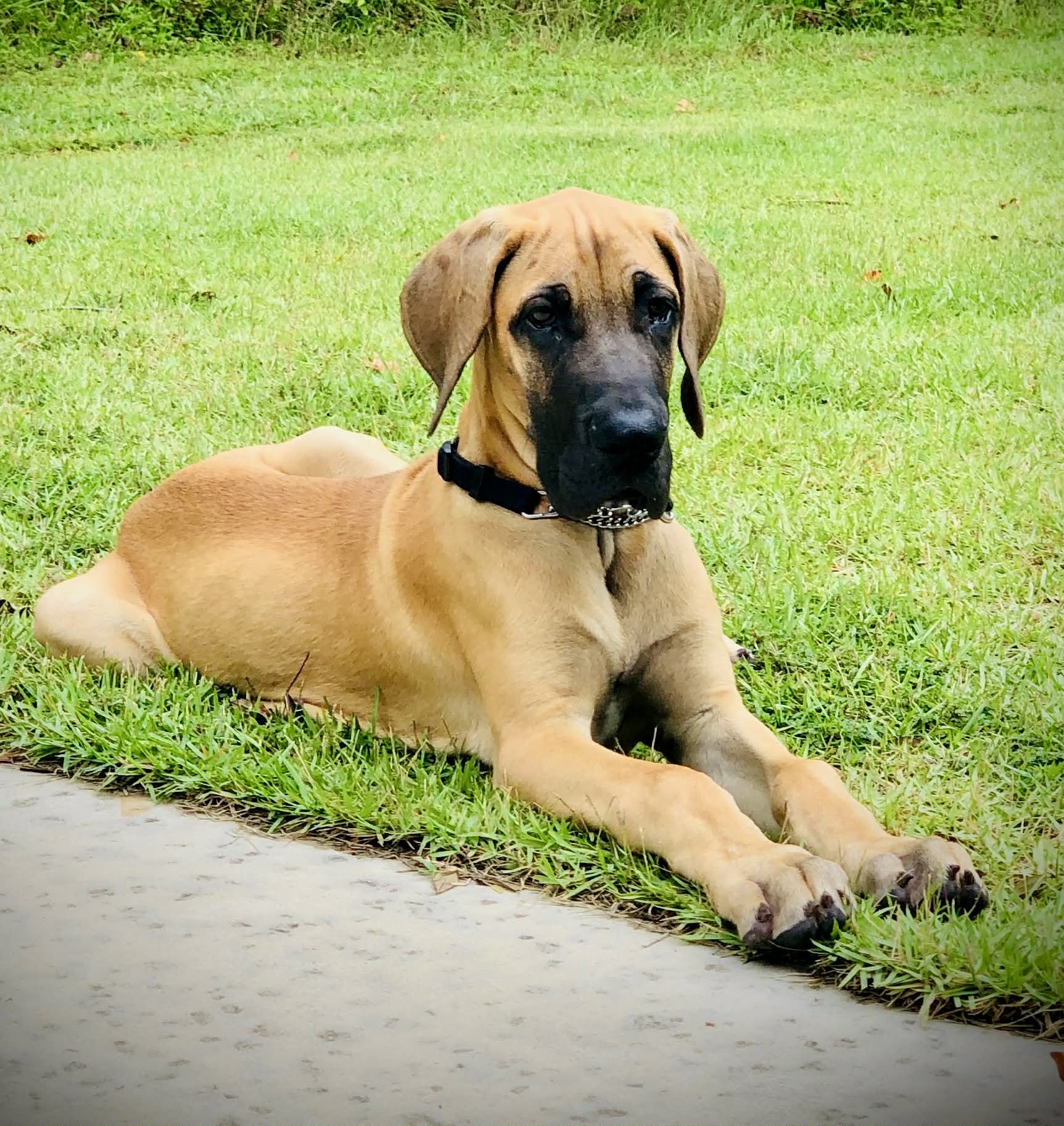 Dynasty Danes — candid photograph 14 of 26