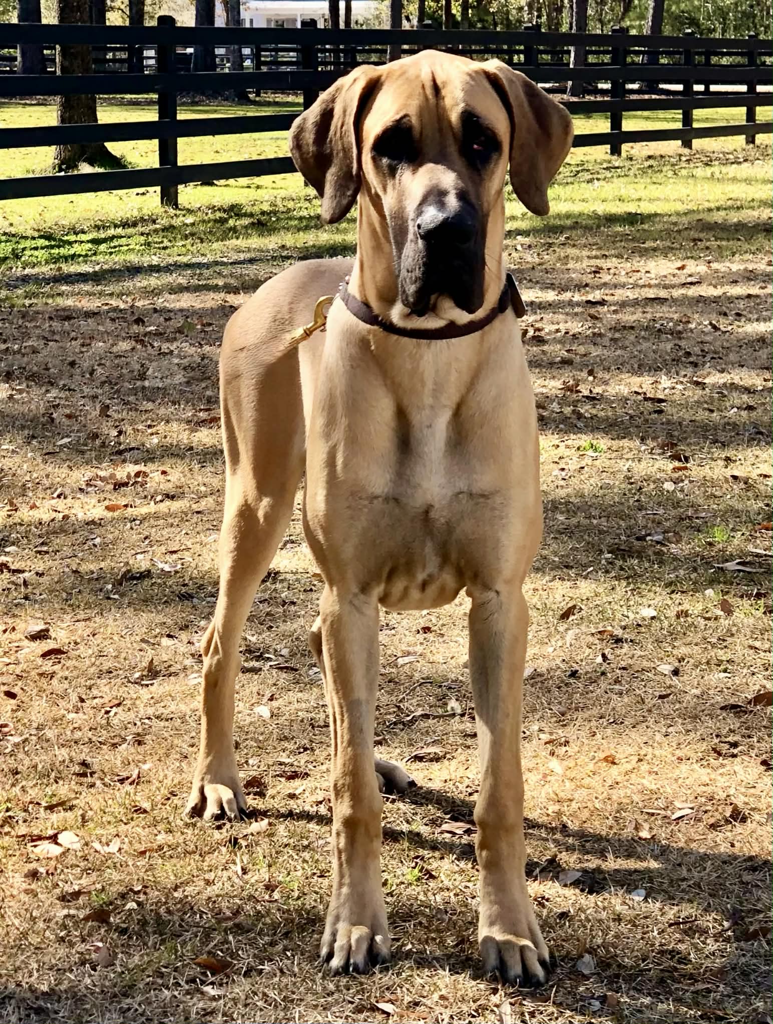 Dynasty Danes — candid photograph 15 of 26