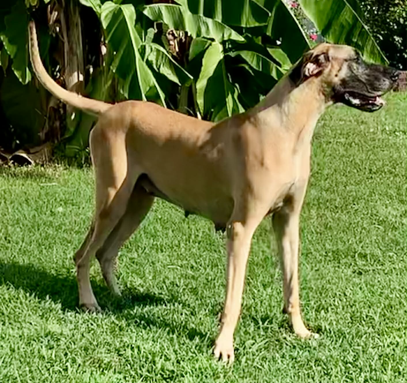 Dynasty Danes — candid photograph 16 of 26