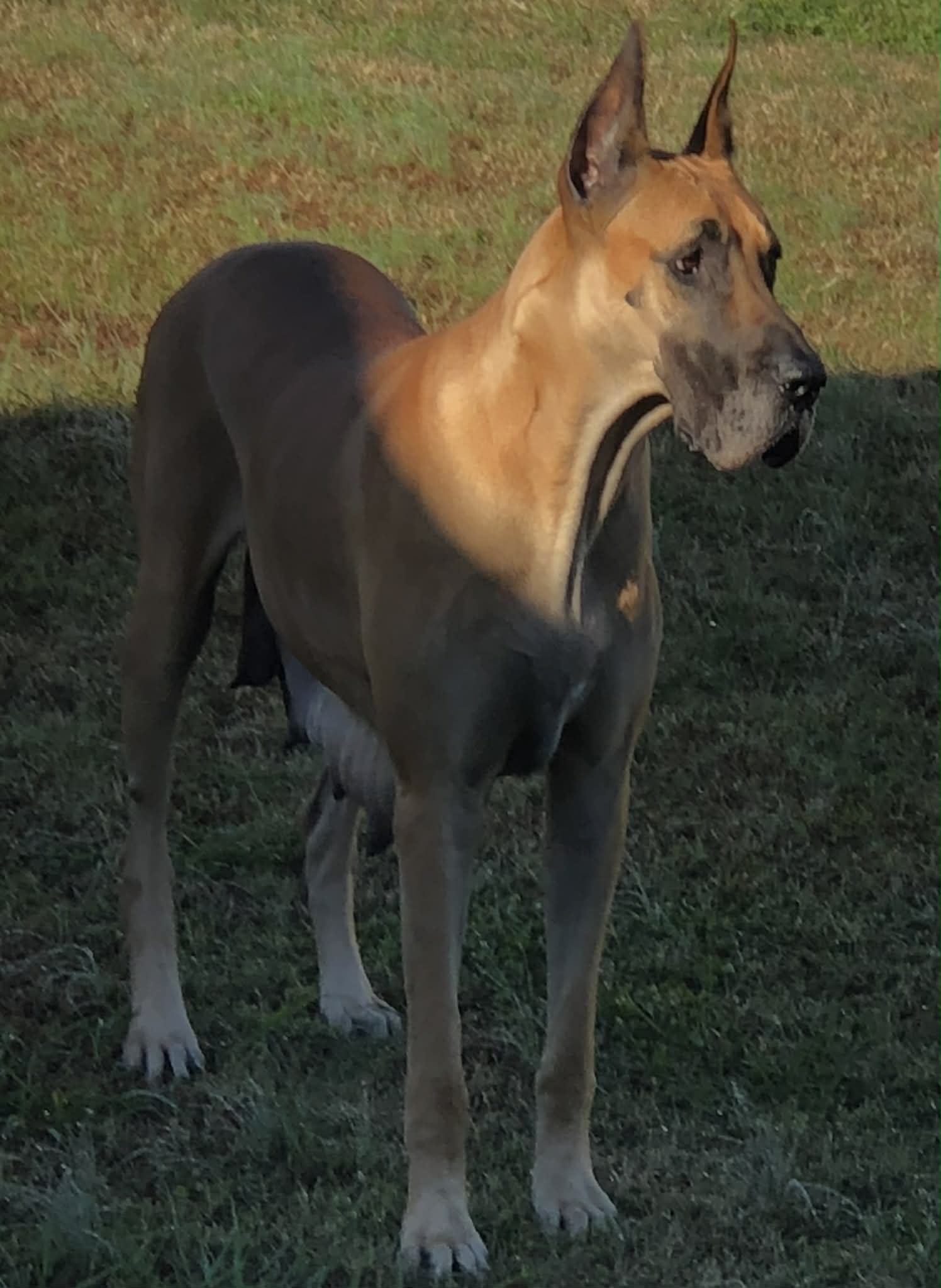 Dynasty Danes — candid photograph 18 of 26