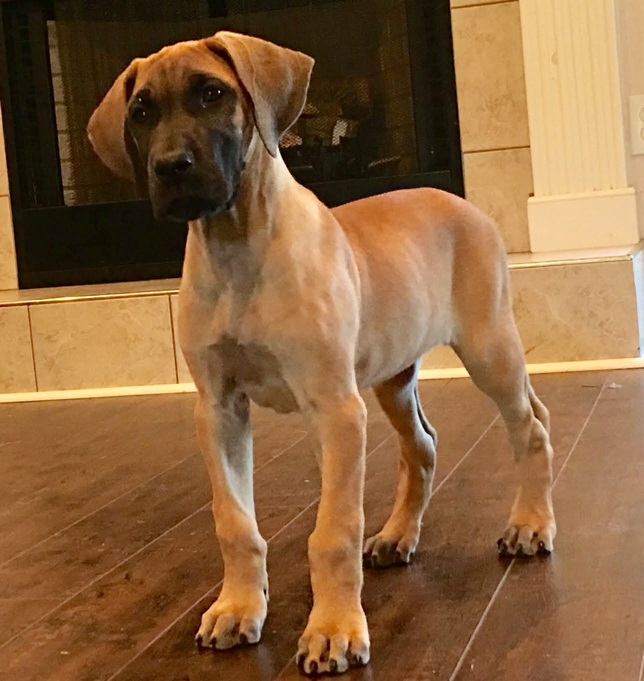 Dynasty Danes — candid photograph 19 of 26