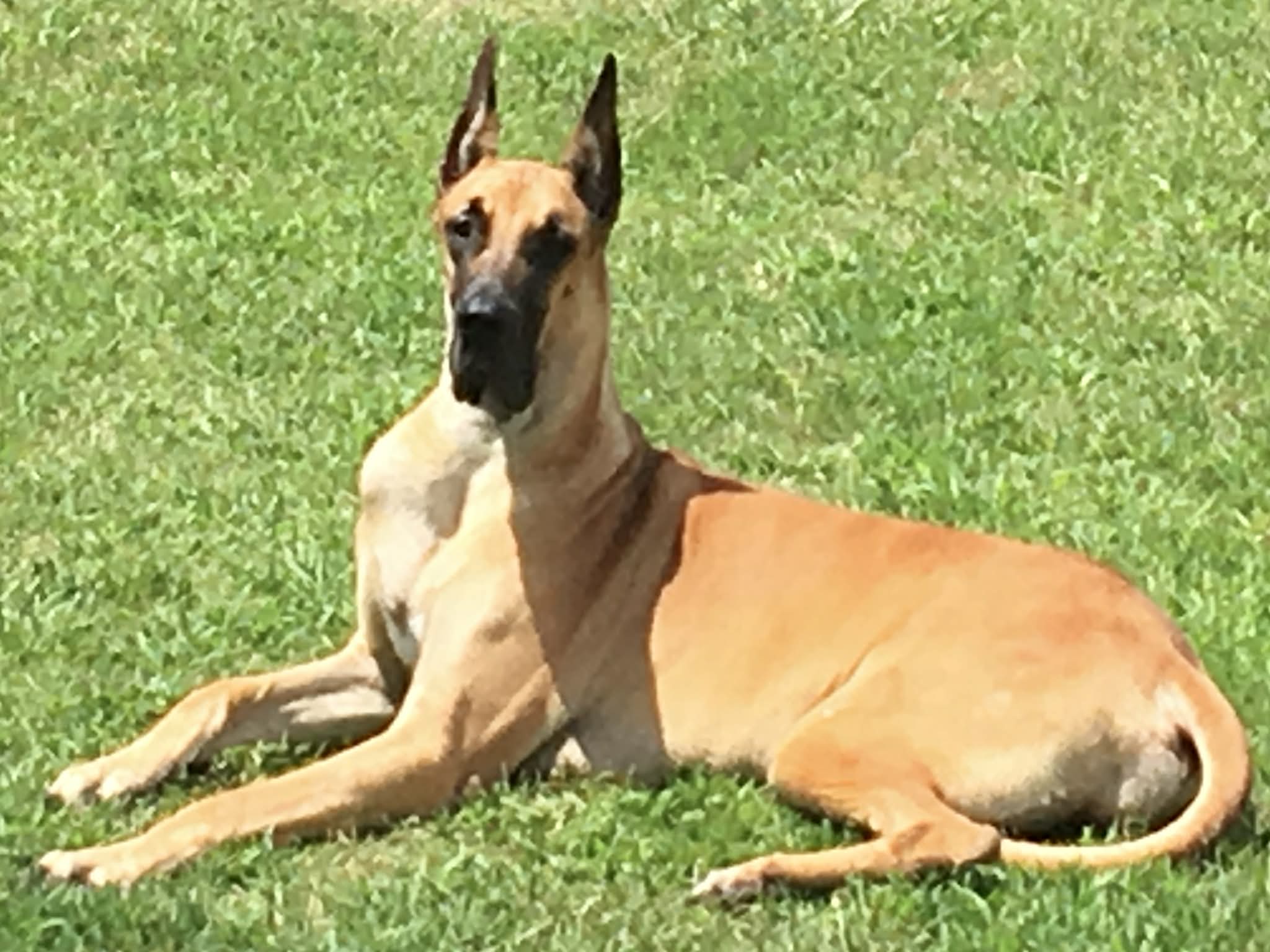 Dynasty Danes — candid photograph 20 of 26