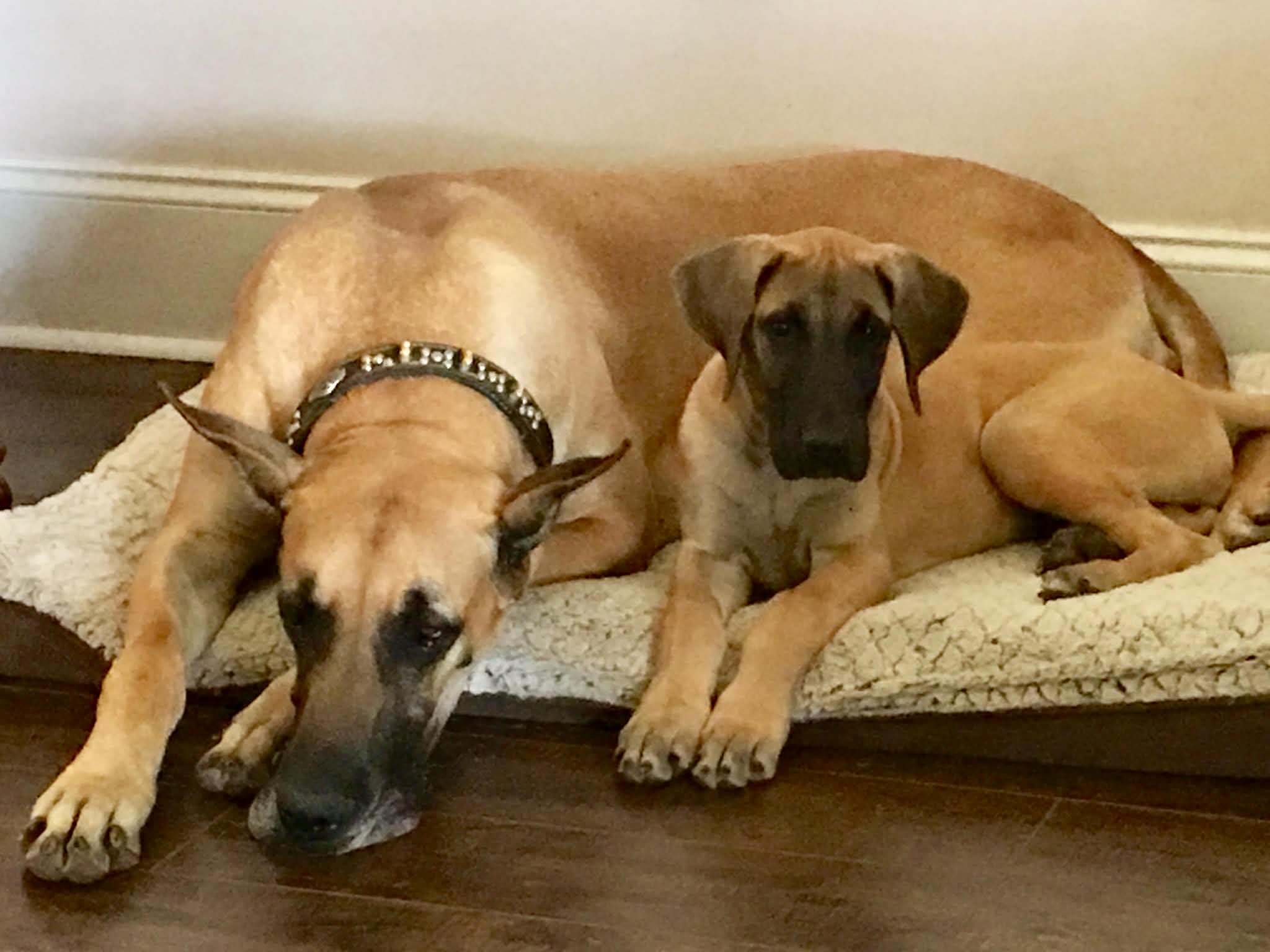 Dynasty Danes — candid photograph 21 of 26