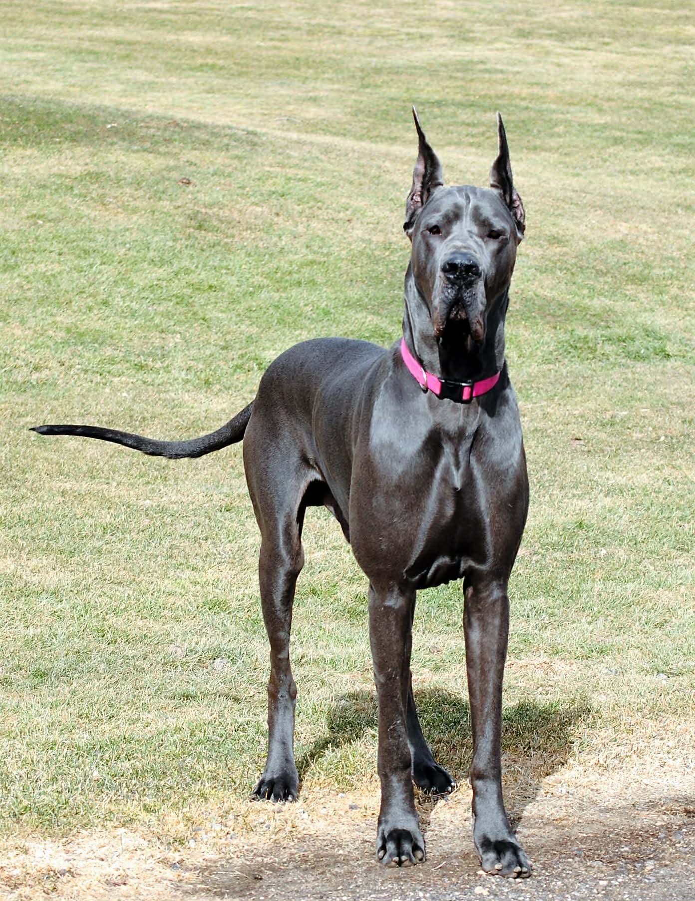 Dynasty Danes — candid photograph 22 of 26