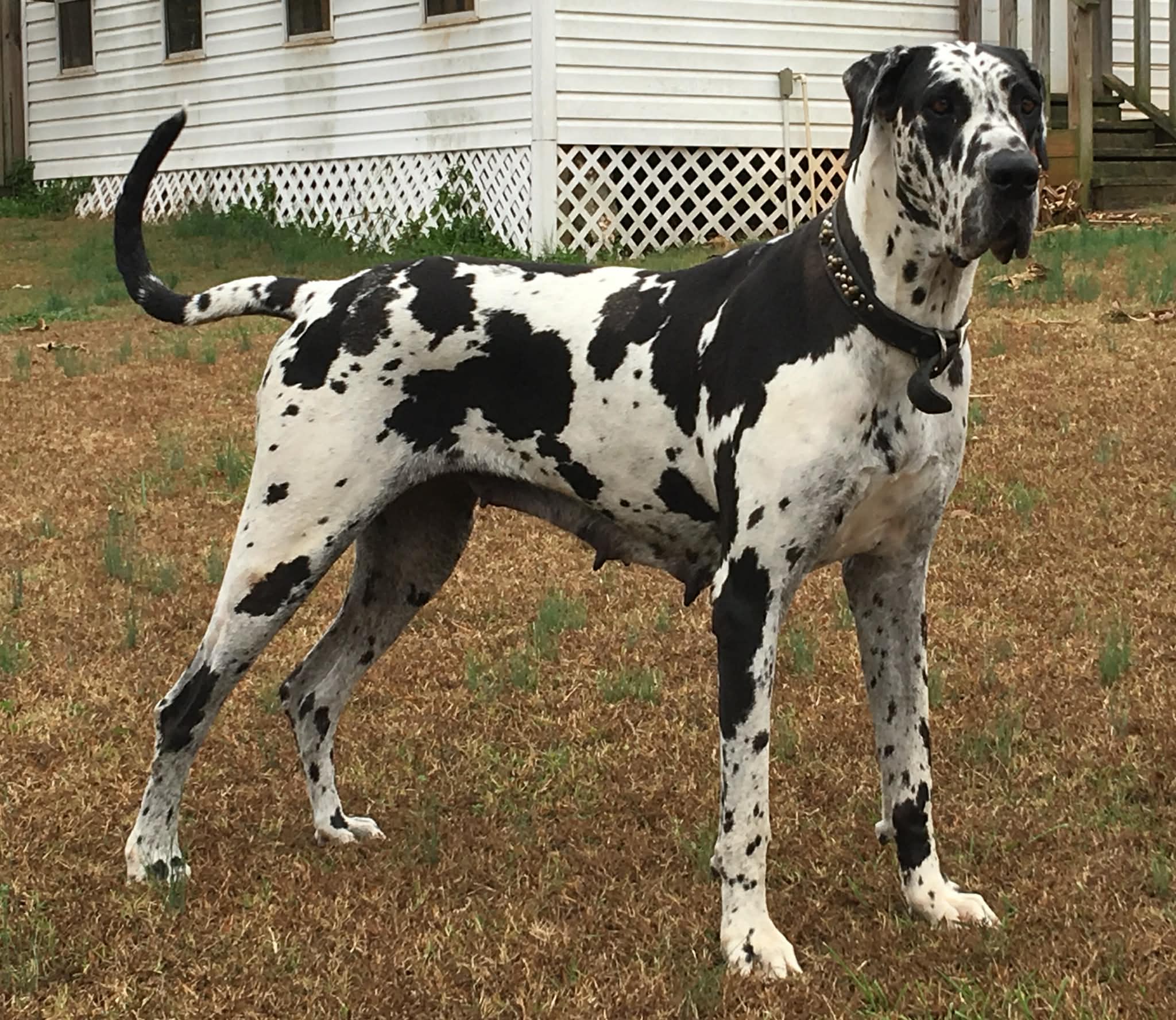 Dynasty Danes — candid photograph 23 of 26