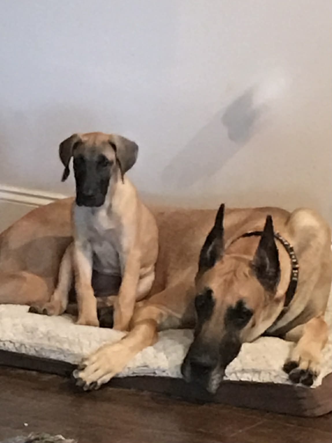 Dynasty Danes — candid photograph 24 of 26
