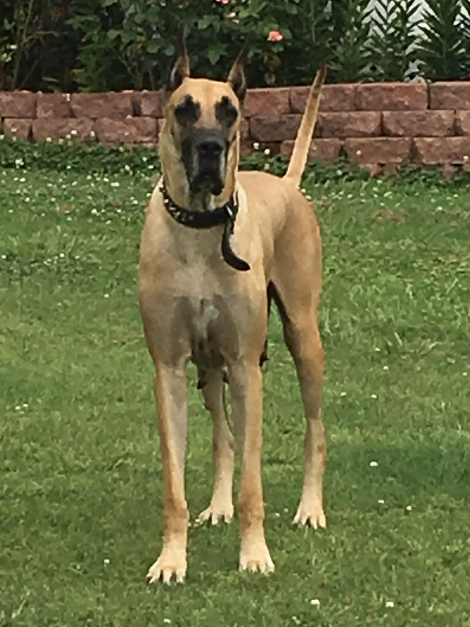 Dynasty Danes — candid photograph 25 of 26