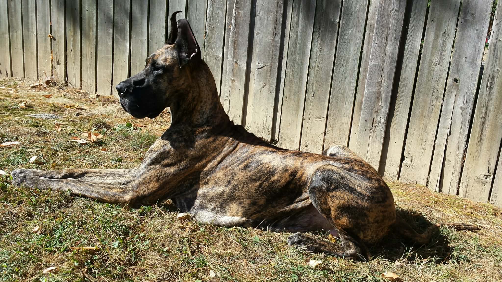 Dynasty Danes — candid photograph 26 of 26